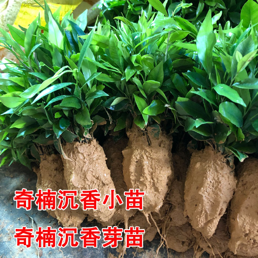 绿奇楠沉香小苗沉香芽苗绿奇楠沉香幼苗名贵树木成活率高