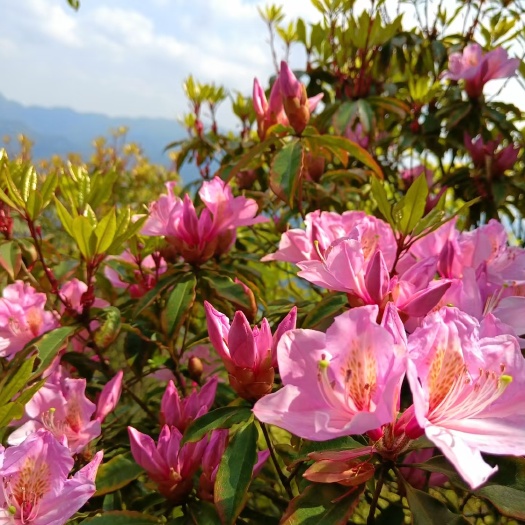 翁源县羊角扭树苗羊角花苗南北种植 多花杜鹃苗