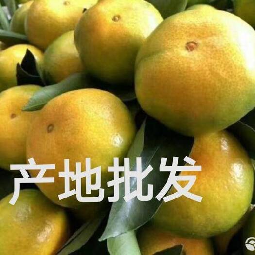 蒲江县四川邛崃特早蜜橘