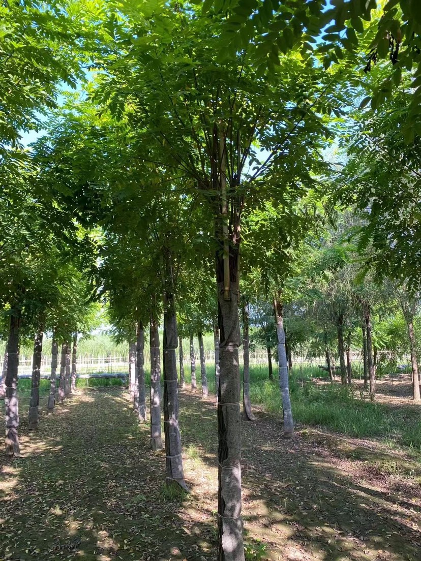 8公分香花槐