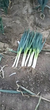 忻州铁杆大葱大量有货，一手货源，货源充足。