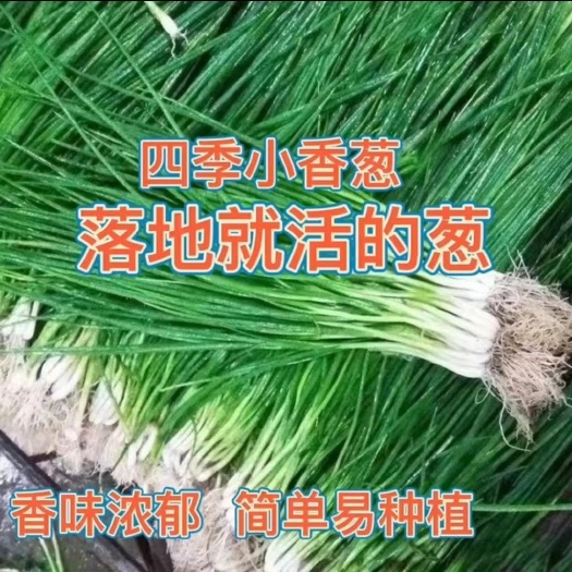 邵东市小香葱种子四季易种小香葱种子阳台室内盆栽葱种子批发家庭菜种子