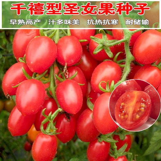 小番茄种子四季高产樱桃小番茄种子圣女果种子庭院盆栽水果种籽