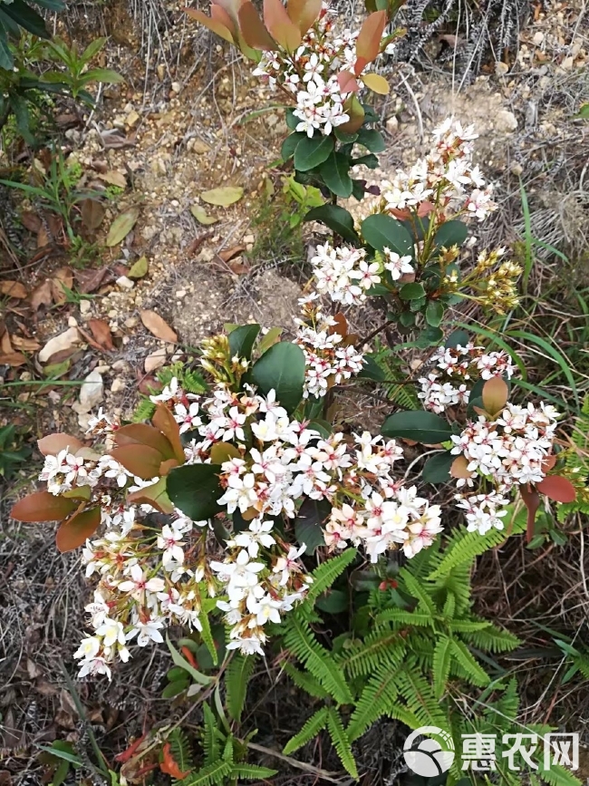 春花苗车轮梅庭院绿化绿植树苗 四季常绿石斑木苗当年开花盆栽