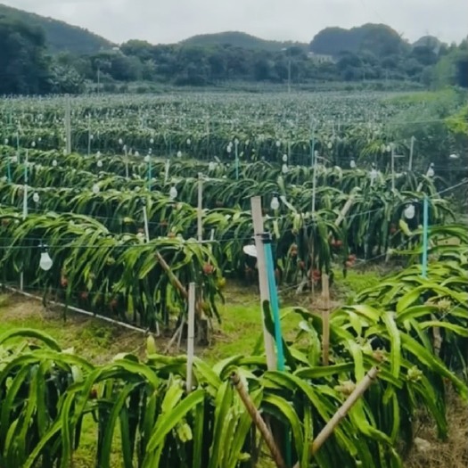 东莞市新型玻璃纤维杆 火龙果补光灯杆 绝缘防水 耐老化