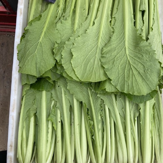 大同山西大同小白菜，质量保证。