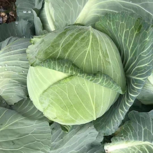 菏泽京丰一号扁包菜