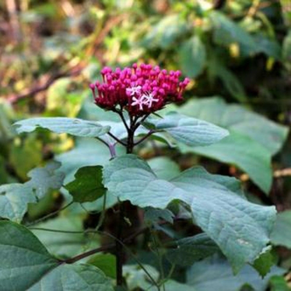 现挖臭牡丹苗臭八宝苗臭牡丹苗绿植臭芙蓉苗臭牡丹树苗南北种植