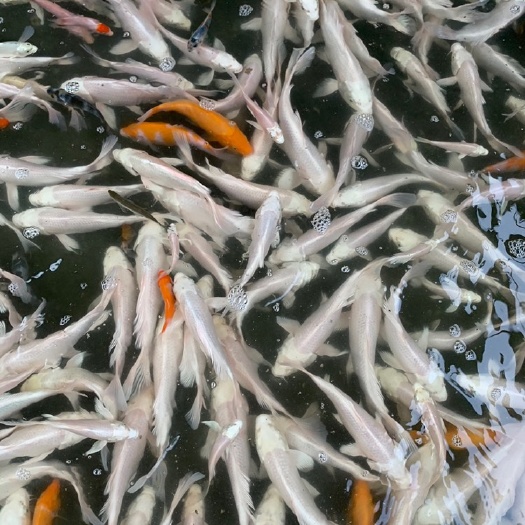 白金锦鲤