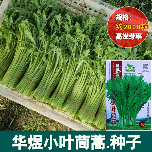 成都小叶茼蒿种子 农田菜园可盆栽香味浓小叶浓绿茼蒿蔬菜籽