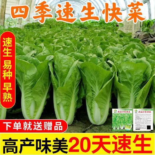 邵东市快菜种子小白菜籽四季小白菜种籽苗春秋冬季青蔬菜菜种籽大全种孑