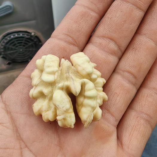 楚雄市鲜湿核桃云南去青皮核桃薄皮绿皮现摘生嫩山核桃