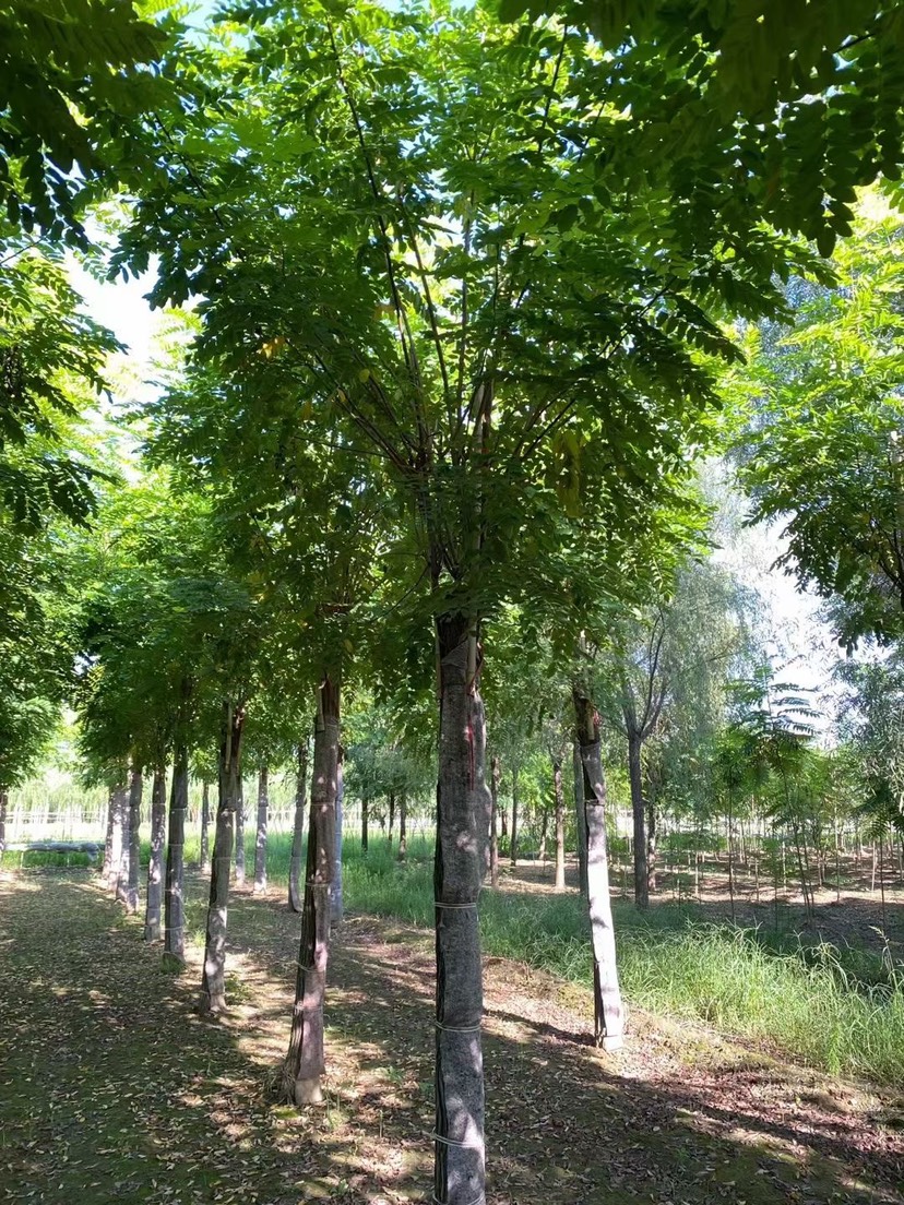 8公分香花槐