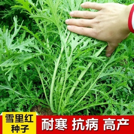 雪里红种子细叶雪里蕻农家雪菜种籽春不老蔬菜种子排菜高产易种