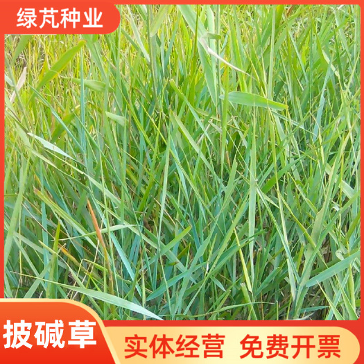 沭阳县披碱草种子 碱茅草 抗风沙耐旱耐盐碱草籽耐寒多年生四季牧草种