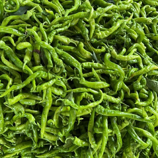 厦门黄皮椒螺丝椒线椒线茄