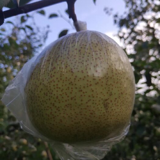 砀山县梨