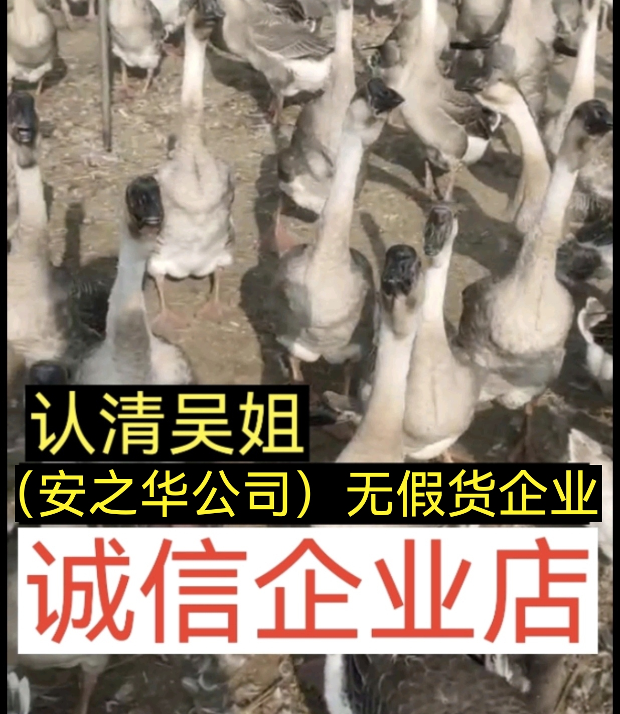 南宁汕头狮头鹅，白沙狮头鹅、23年的诚信.店有（诚信企业）证书
