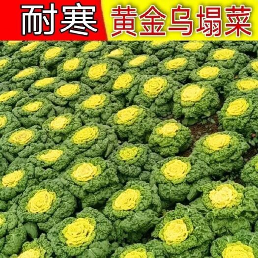 邵东市黄心乌塌菜种子高钙保健蔬菜养心菜种子春秋四季播农家易种蔬菜种