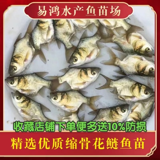 广州优质缩骨花鲢鱼苗 缩骨大头鱼苗 仙骨大头鱼苗 缩骨鳙鱼苗