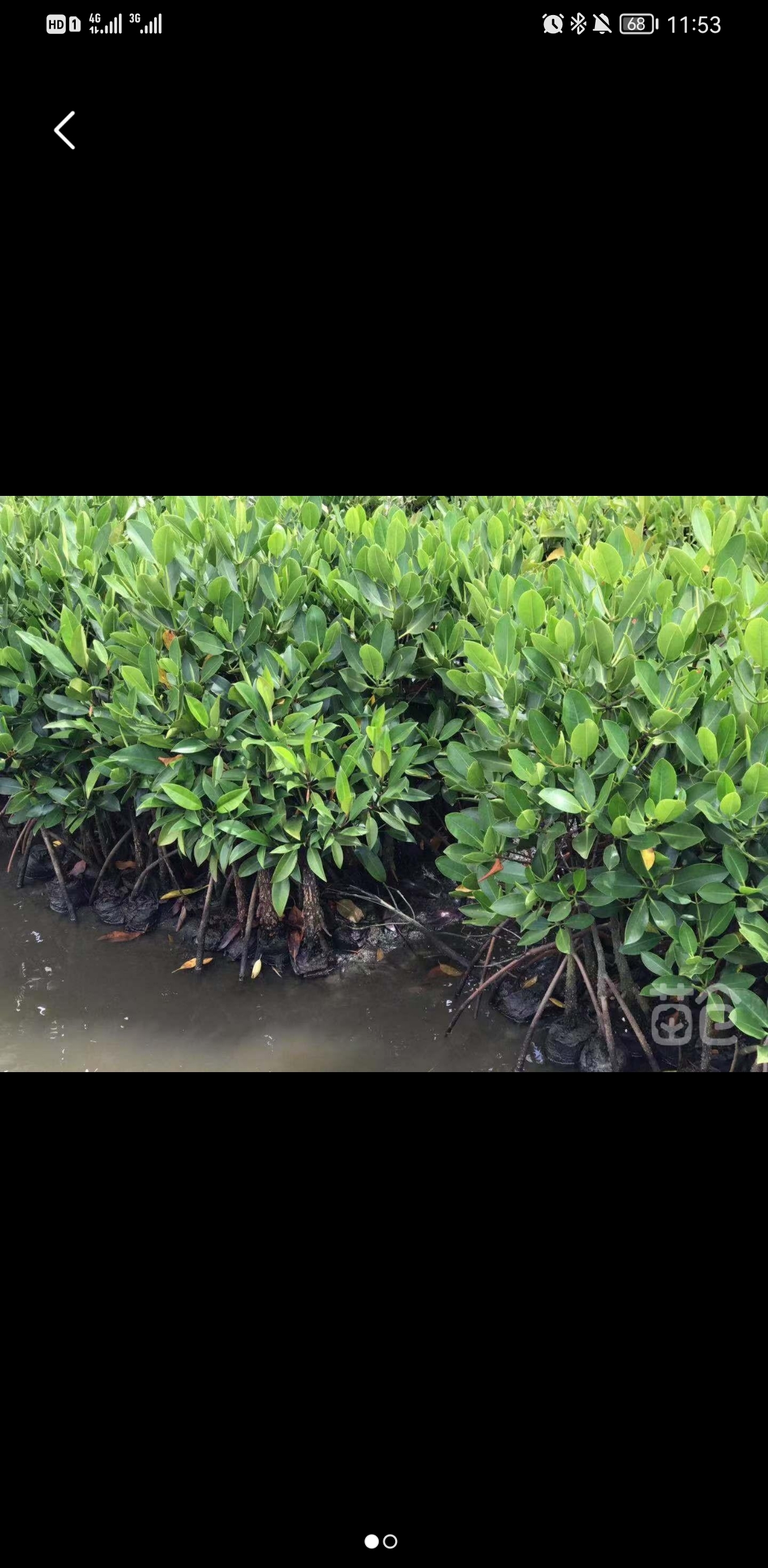 海口红树林桐花、白骨壤、红海榄、秋茄等湿地工程专用苗