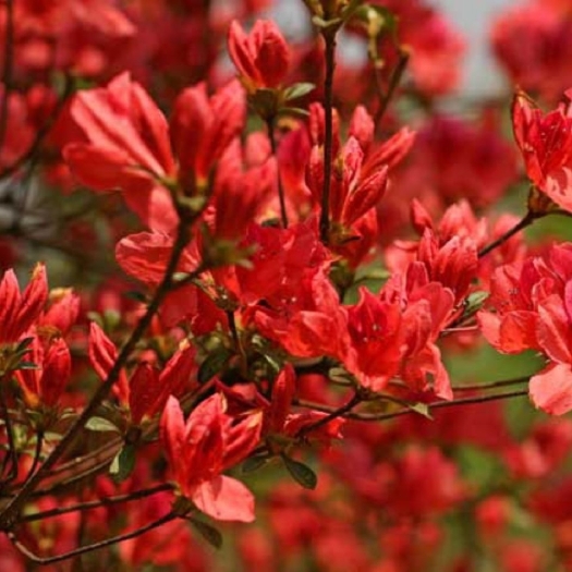 翁源县映山红树苗老桩毛鹃花卉家居庭院阳台园林景观赏绿植盆栽红色