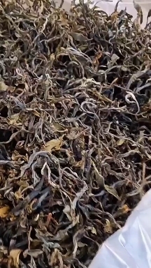 古树茶