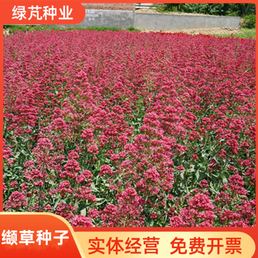 沭阳县缬草种子 芳香花卉种子 红缬草适合庭院观赏耐寒植物半边愁种子