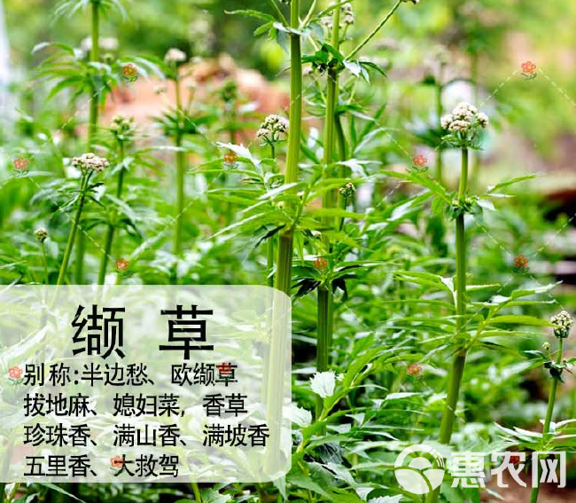 缬草种子 芳香花卉种子 红缬草适合庭院观赏耐寒植物半边愁种子