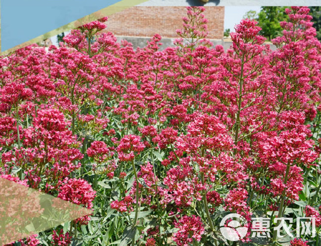 缬草种子 芳香花卉种子 红缬草适合庭院观赏耐寒植物半边愁种子