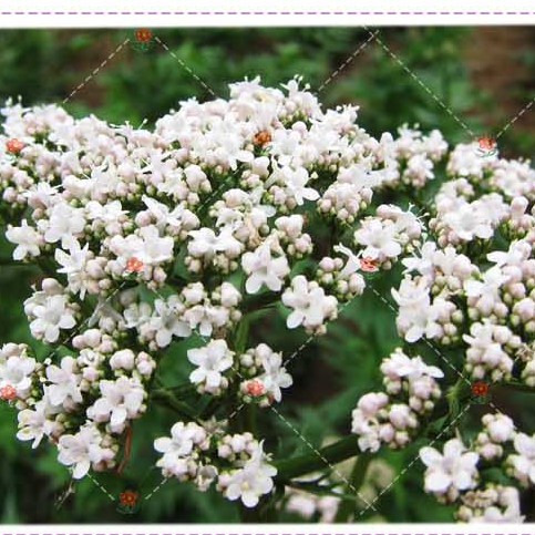 缬草种子 芳香花卉种子 红缬草适合庭院观赏耐寒植物半边愁种子