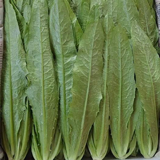 邯郸青油麦