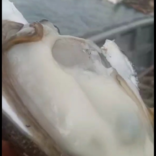 湛江湛江白蚝脆肉爽口