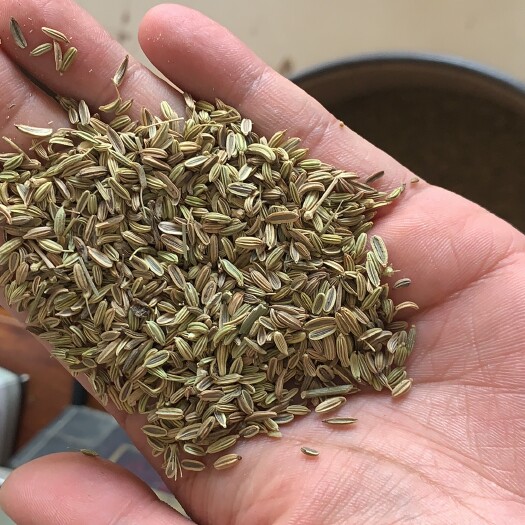 河北邯郸茴香种子，青编梗耐抽苔茴香种子，50斤一包，散货