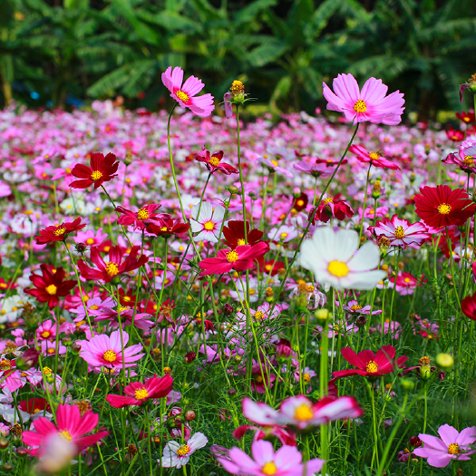 波斯菊种子道路绿化观赏花卉花海建设