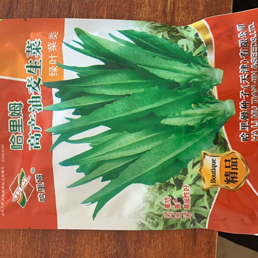 油麦菜种子，冰糖雪梨芯，哈里姆出品高产油麦种子