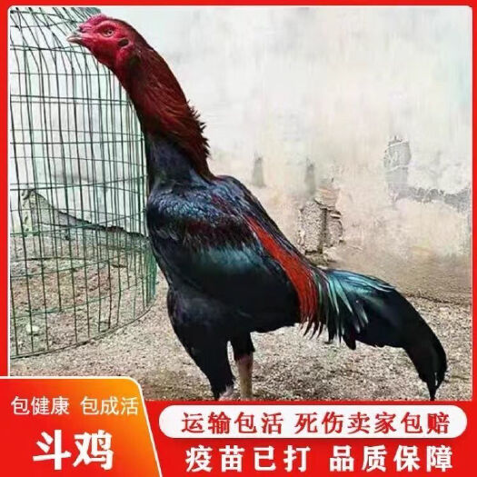 勐腊县斗鸡越南活体鬼子中原品种斗鸡精品盖沙斗鸡小鸡种鸡公母成年斗鸡