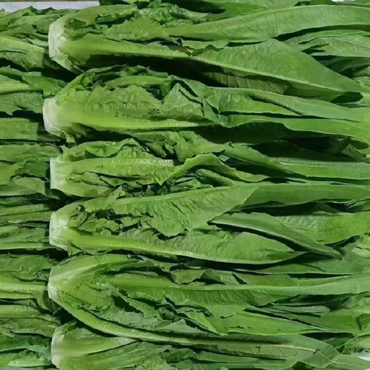 陆良县【荐】油麦菜，油麦菜产地直供，只接精包装的长期客户