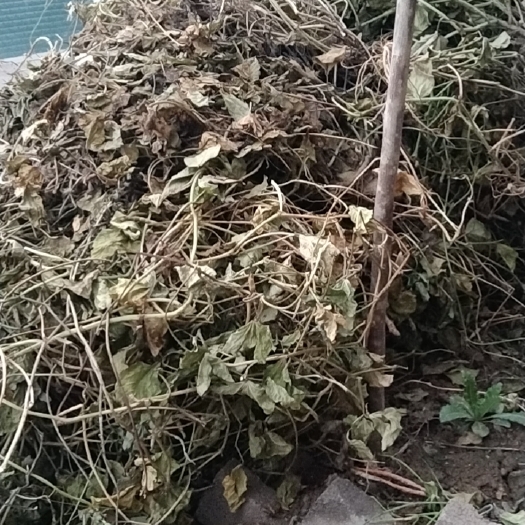 永寿县中药材苍耳子干货