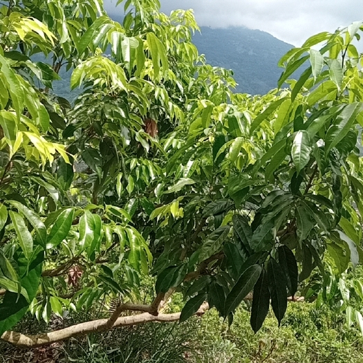 屏边县芒果苗台农苗低价出售
