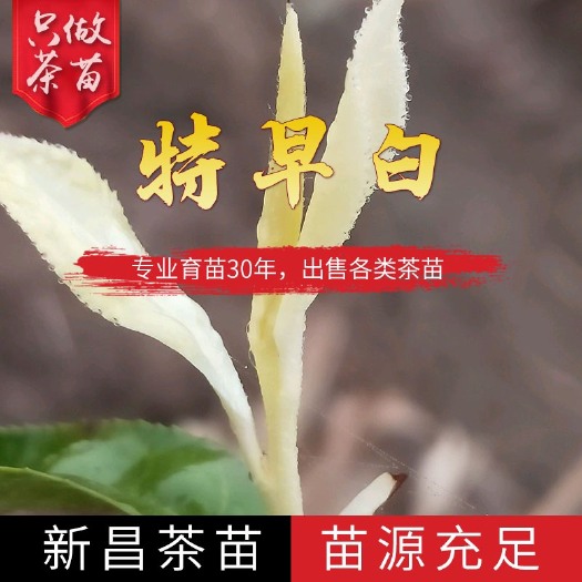 新昌县奶白茶苗批发安吉奶白特早奶白极白茶苗现拔现发