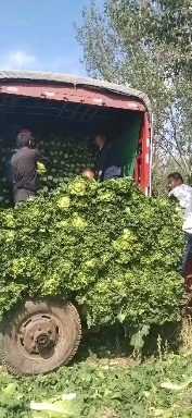 察右前旗长白菜