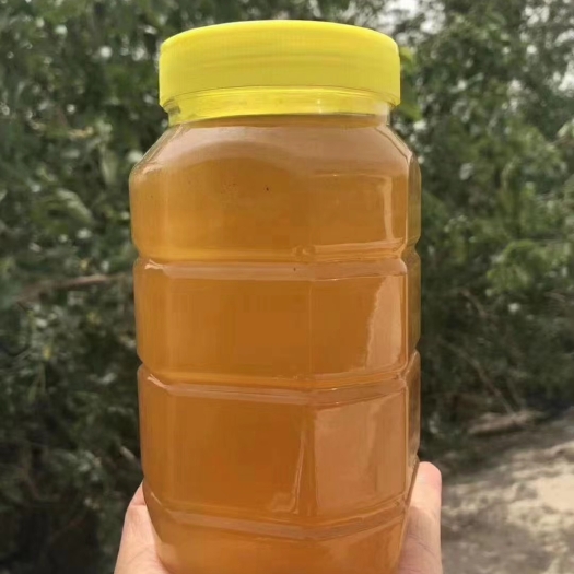 沙雅县罗布麻蜂蜜