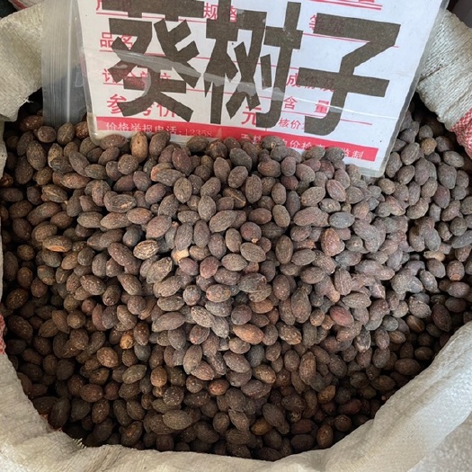 玉林蒲葵子、葵树子