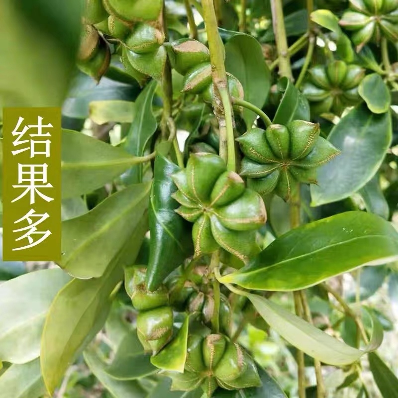 大红八角嫁接苗，带营养杯发货，种植第二年挂果！够香，高产！