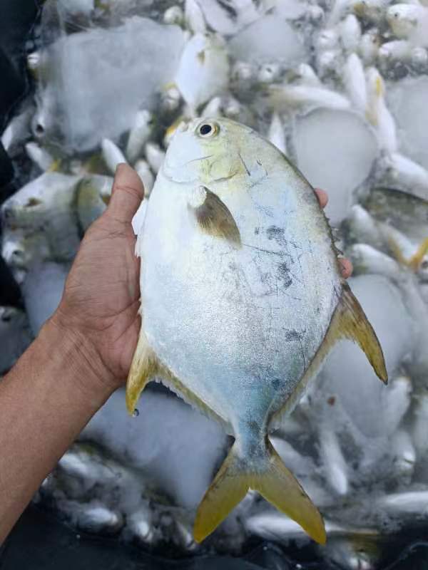  北海一手货源深海金鲳鱼冰鲜活鲜冰冻