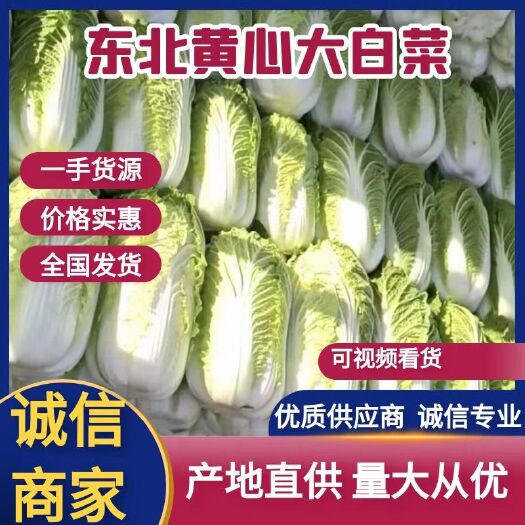 洮南市吉林白菜  黄心菜现货供应 无虫眼无烧心 包心实 4一5一6