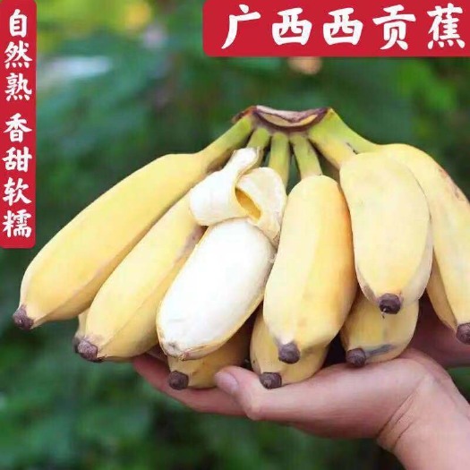 南宁广西贡蕉粉蕉西贡蕉甜香蕉应季水果包邮坏果包赔净重5斤3斤9斤