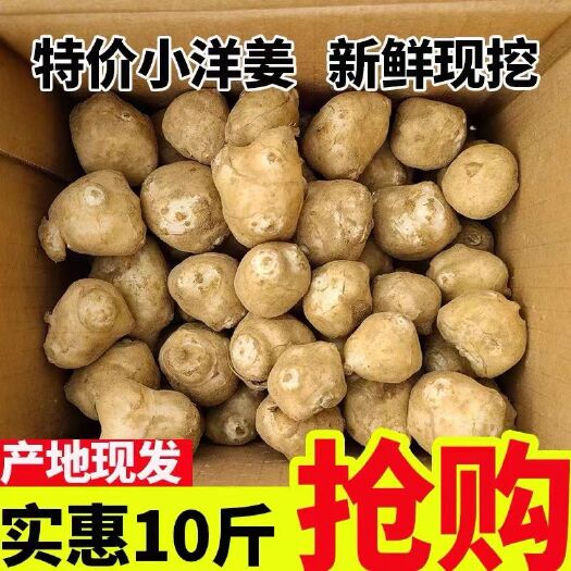 泸西县洋姜新鲜现挖鲜洋姜姜不辣菊芋鬼子姜，支持电商代发