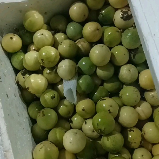 海口海南黄金百香果